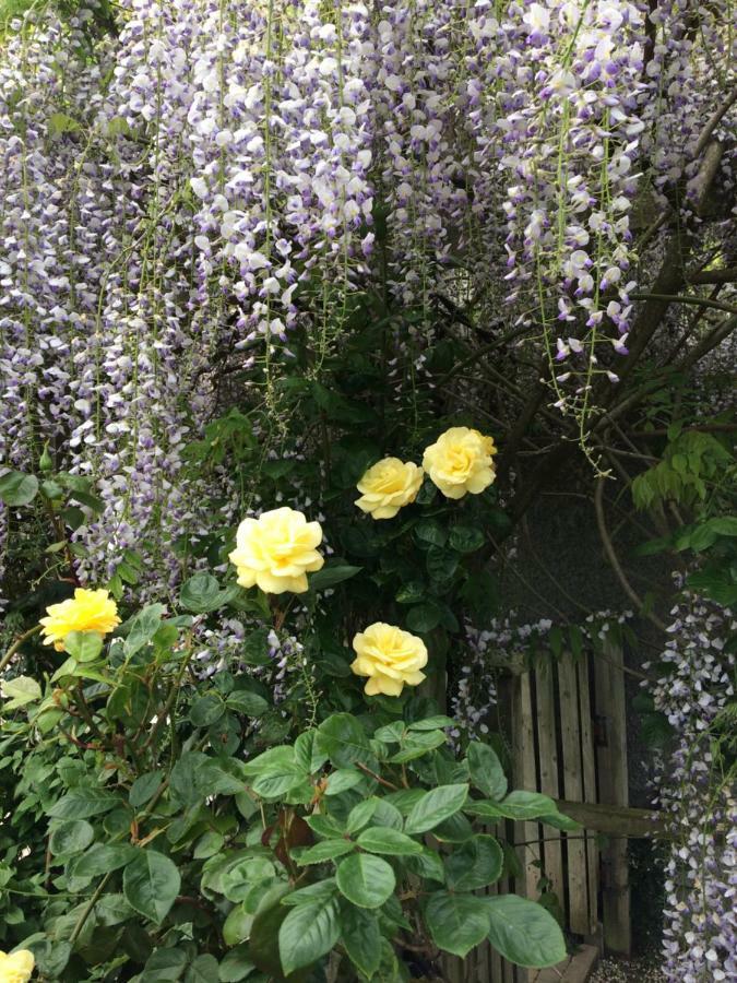 Country Garden House Holiday Homes Ballymoney Bagian luar foto